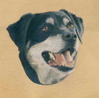 Tierportraits nach Maß