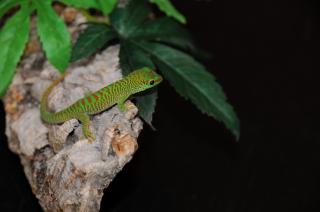 Verkauf 6 madagaskatag-gecko baby s