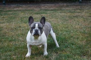 Französische Bulldogge