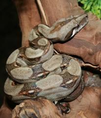 Boa constrictor imperator kolumbien