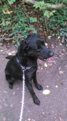 LABRADOR-MISCHLING SUCHT DRINGEND NEUES ZUHAUSE