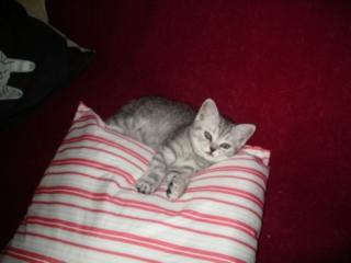 BKH black-silver-tabby Whiskaskatze
