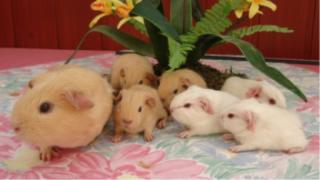 Wunderschöne Glatthaar Meerschweinchen in creme und weiß