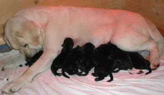 Schwarze Labrador Welpen liebevolle Hände abzugeben