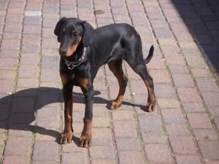 Dobermann-dame sucht gatten