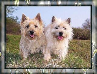 Cairn-Terrier der ideale Familienhund. sportlich robust schmusig