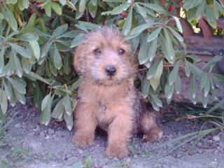 Norfolk terrier Welpen