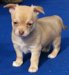 Chihuahua KH und LH Welpen