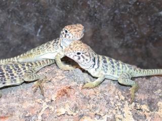 Halsbandleguane c. collaris