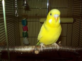 SUCHE WELLENSITTICH WEIBCHEN DRINGEND