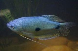 Blauer Fadenfisch