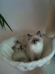 Reinrassige Ragdoll Kitten suchen Dosenöffner.