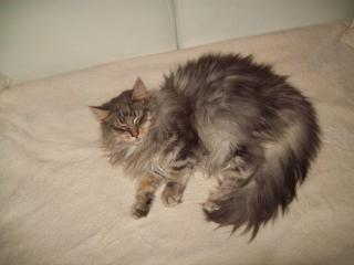 Süßes Wollknäul Maine Coon