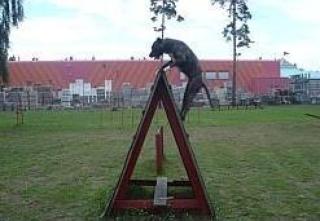 Dogo Canario Welpen aus Leistungslinie - gesund robust