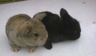 2 Zwergwidder Hasen Baby s 4 Wochen Alt Männchen Weibchen