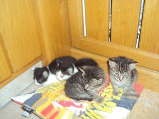 Verschenke kleine liebe Babykatzen