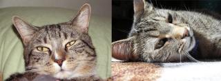 Zwei Kater suchen neues Zuhause