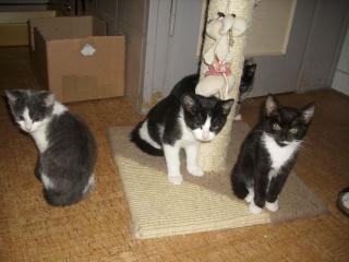 Katzen aus Tierpension / Auffangstation