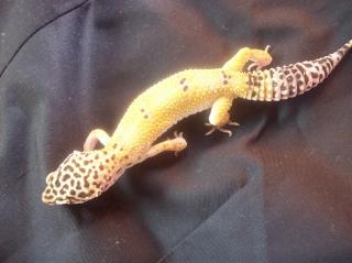 3 Leopardgecko weibchen leos, 150 Euro inklusive versandt