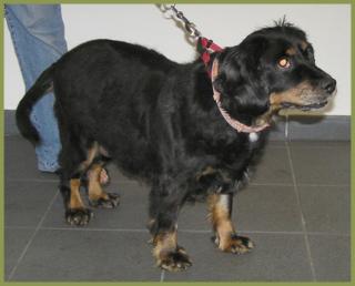 Ideale Familienhündin Charline 5 Jahre, 47 cm hoch, Cocker Spaniel, kastriert,