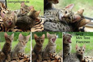 2 Mädchen auf einen Streich black tabby Bengal