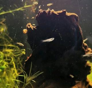 Endler Guppy Babys Jungtiere