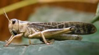 REPTILIENFUTTER - www. reptilien-futter. de