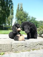 Kleinpudel black and tan, Ende September 2021