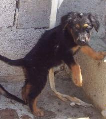 Pfötchenhilfe Rhodos sucht für Schäferhund-Mix Mulle ein neues Zuhause