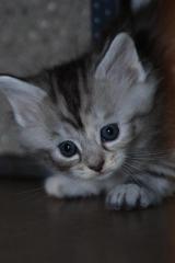 Maine Coon Kitten suchen.