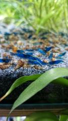 Blue dream garnelen und Turmdeckelschnecken