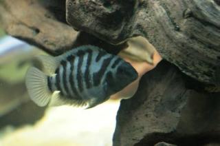Zebrabuntbarsche Archocentrus nigrofasciatus zu verschenken