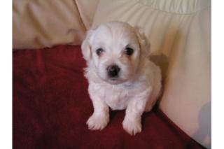 Malteser Welpen