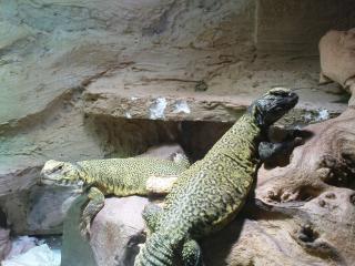 Verkaufe 1. 0. 0 Uromastyx acanthinura nigriventris