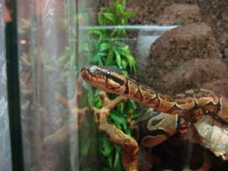 Terrarium mit 2 Königsphytons