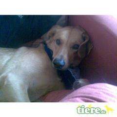 Susi, Ridgeback-Mix, 3 Jahre