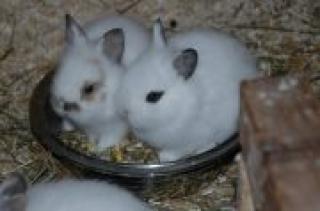Kleine weiße Löwenkopfkaninchen Babys abzugeben