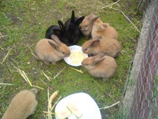 Hallo wir sind 3 Monate alte Hasenbabys