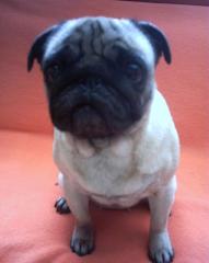 MOPS HÜNDIN, CA. 3JAHRE, IN EINE NETTE FAMILIE AUS FAM. GRÜNDIN ABZUGEBEN SIE KOS