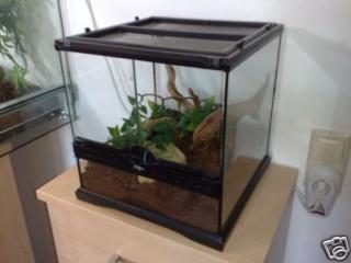 Kornnatter mit komplet eingerichteten Terrarium