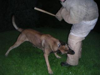 Malinois Belgische RING 3