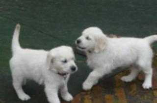 Golden Retriever Welpen 10 Wochen