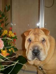 Bella, Shar-Pei Hündin