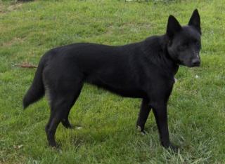 Kuck mal-sehe aus wie ein kl. schw. Schäferhund