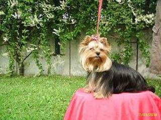 WUNDERSCHÖNE YORKSHIRE TERRIER HÜNDIN ABZUGEBEN