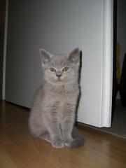 Süßes BKH Kitten darf umziehen