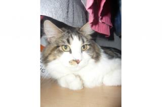 TYLER SUCHT EIN NEUES ZU HAUSE