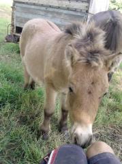 Kleiner knuffiger shetty hengst