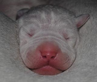 Dogo Argentino Welpen bester Abstammung