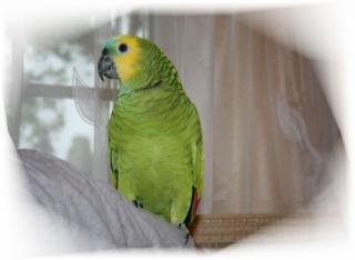 Zuchtreife Pärchen Blaustirnamazonen